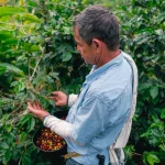 Coffee in the Cloud Forest: The Lucmabamba Experience on the Salkantay Trek