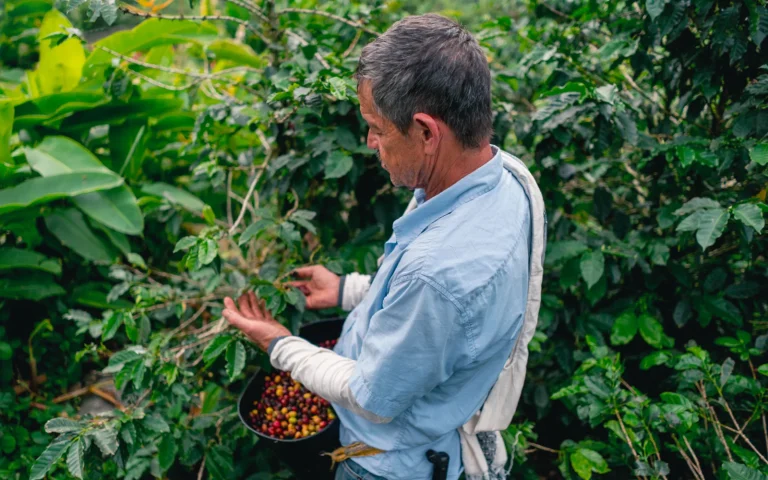 Coffee in the Cloud Forest: The Lucmabamba Experience on the Salkantay Trek