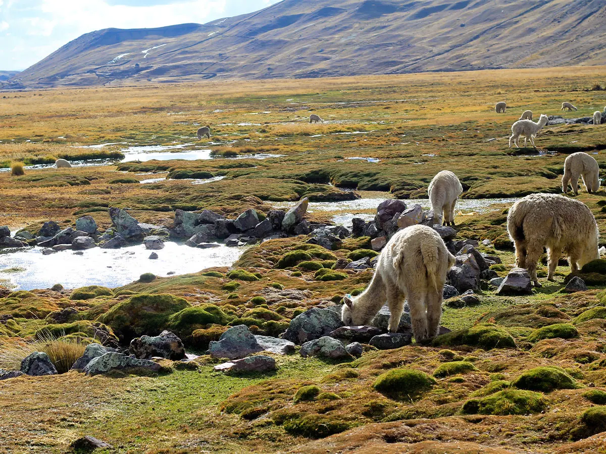 Ausangate Trek & Rainbow Mountain Hike