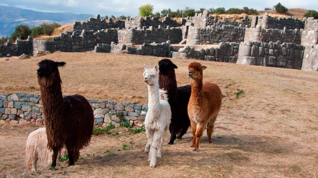 Alpacas at Sacsayhuaman fortress - Cusco City Tour and Machu Picchu 2 Day Experience