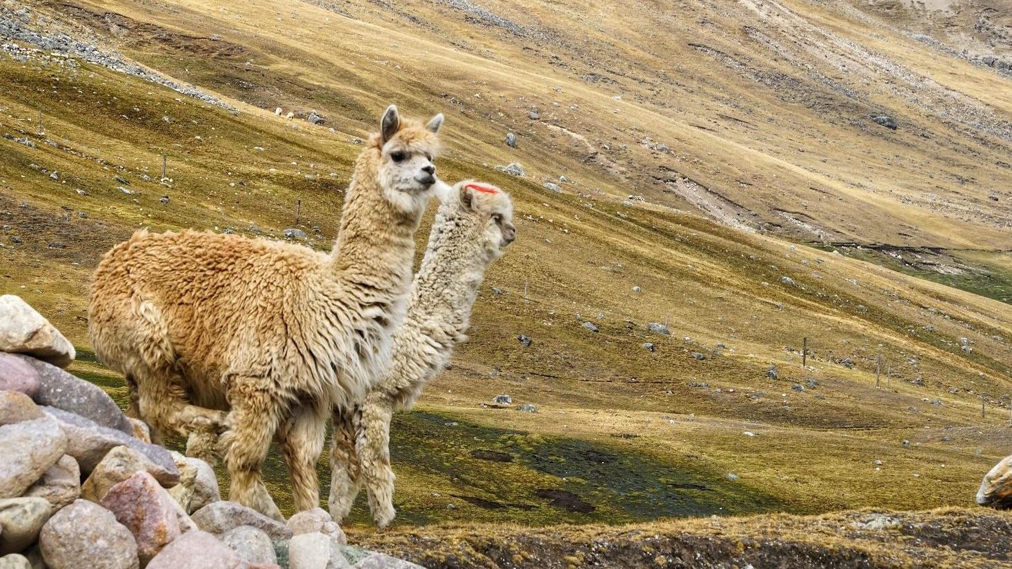 Two fluffy alpacas standing on high Andean grassland trail in Ausangate with golden puna hillside in background near Pacchanta on Ausangate 7 Lakes route