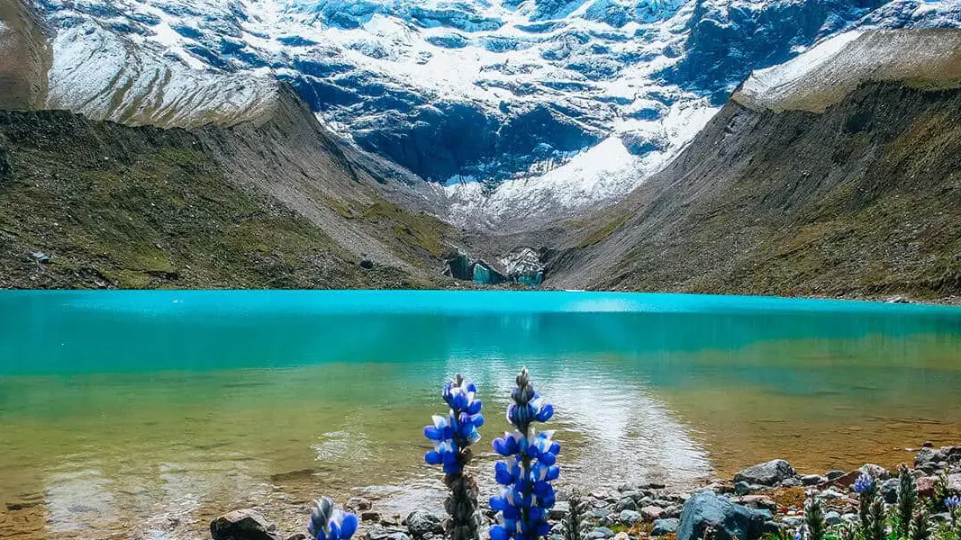 Humantay Lake tour - turquoise lake with Salkantay glacier and Andean lupine flowers