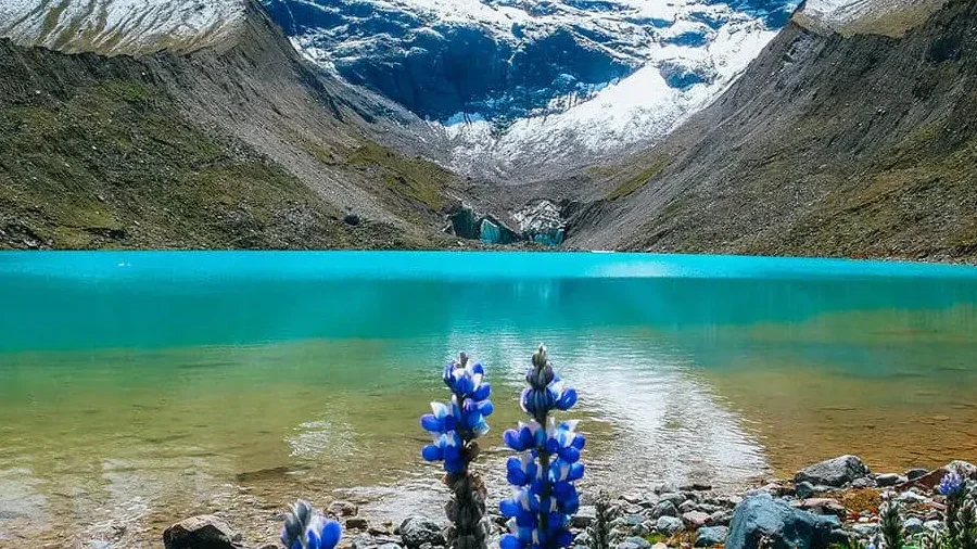 Humantay Lake Tour - turquoise lake with Salkantay glacier and Andean lupine flowers