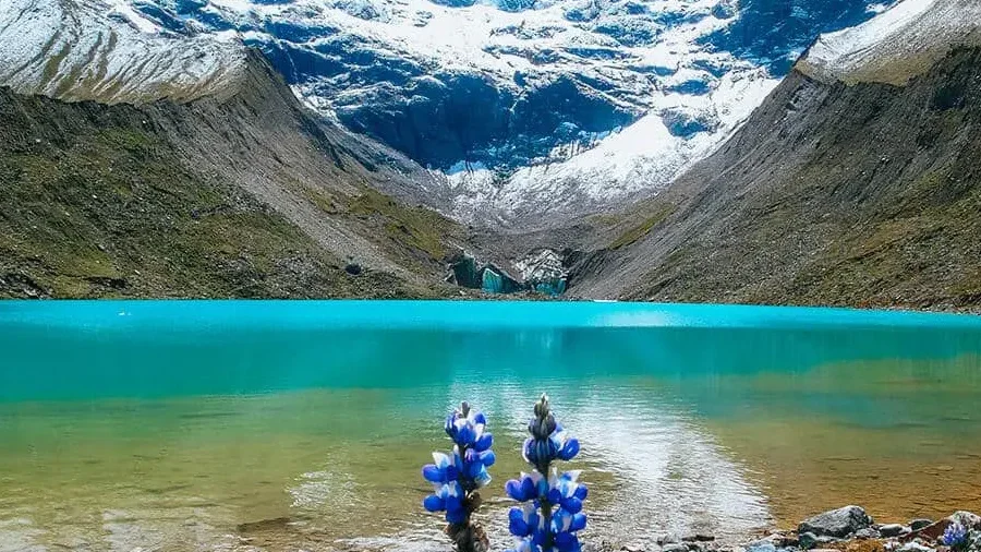Turquoise Humantay Lake at 4200m with Salkantay glacier and Andean lupine flowers during 5 Day City Tour and Humantay Lake hike